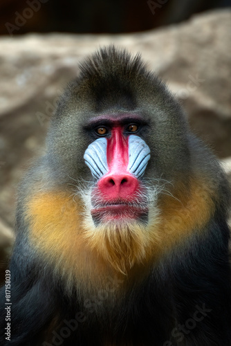 Close-up portrait of a male Mandrillus monkey