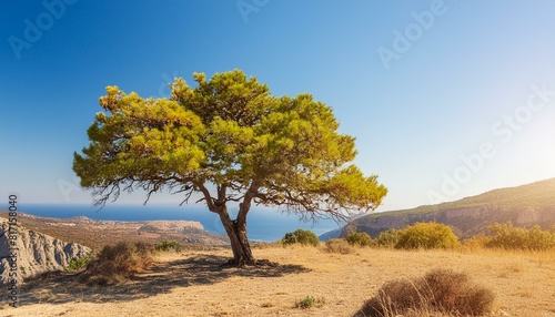 Travel Dreams  Summer Tree in Autumn Setting