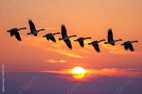  flock of migrating canada geese flying at sunset in a V formation