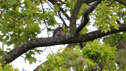 Common nighthawk roosting quietly on maple tree, its feathers moving slightly in the breeze near dusk