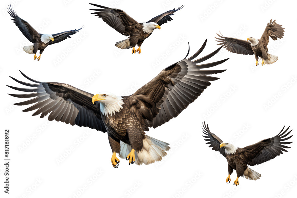 Soar through the sky with the majestic bald eagle! This stunning photo captures the beauty and power of America's national bird Soar through the sky with the majestic bald eagle! This stunning photo captures the beauty and power of America's national bird