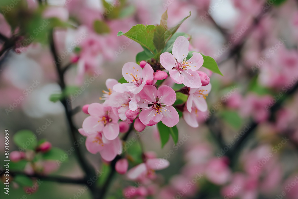 A beautiful picture of Pink flower, pink cherry blossom in spring A beautiful picture of Pink flower, pink cherry blossom in spring