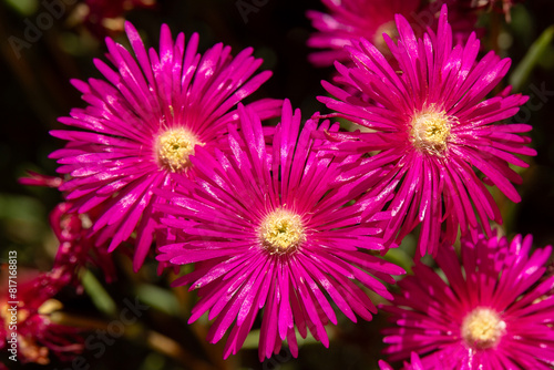 Close up of the beautiful bright pink flowers of the succulent Creeping Redflush or Rosy Dewplant  scientific name Lampranthus multiradiatus  Rayito de sol in Israel. 