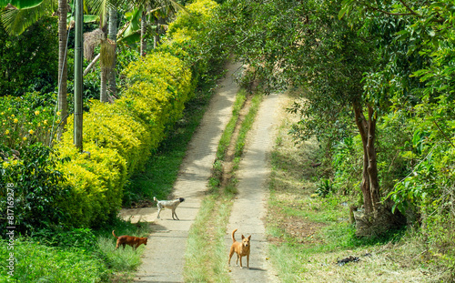 Three wild dogs on a path, in a Colombian landscape, in the rural area of Jerico, Jericó, Antioquia, Colombia. photo