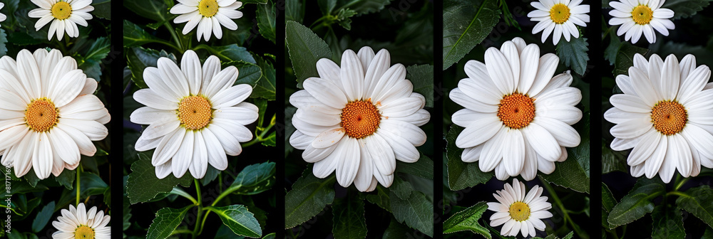 Colage with white daisies in a row with green leaves in the background. Colage with white daisies in a row with green leaves in the background.