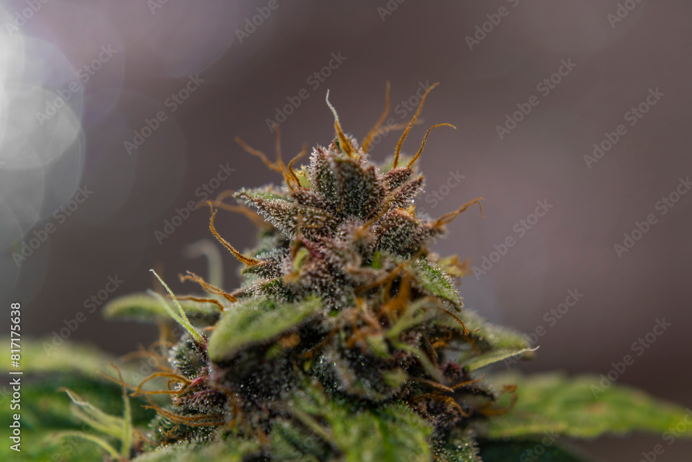 Violet blossom of Critical hog variety of marijuana flower from hydroponics Violet blossom of Critical hog variety of marijuana flower from hydroponics