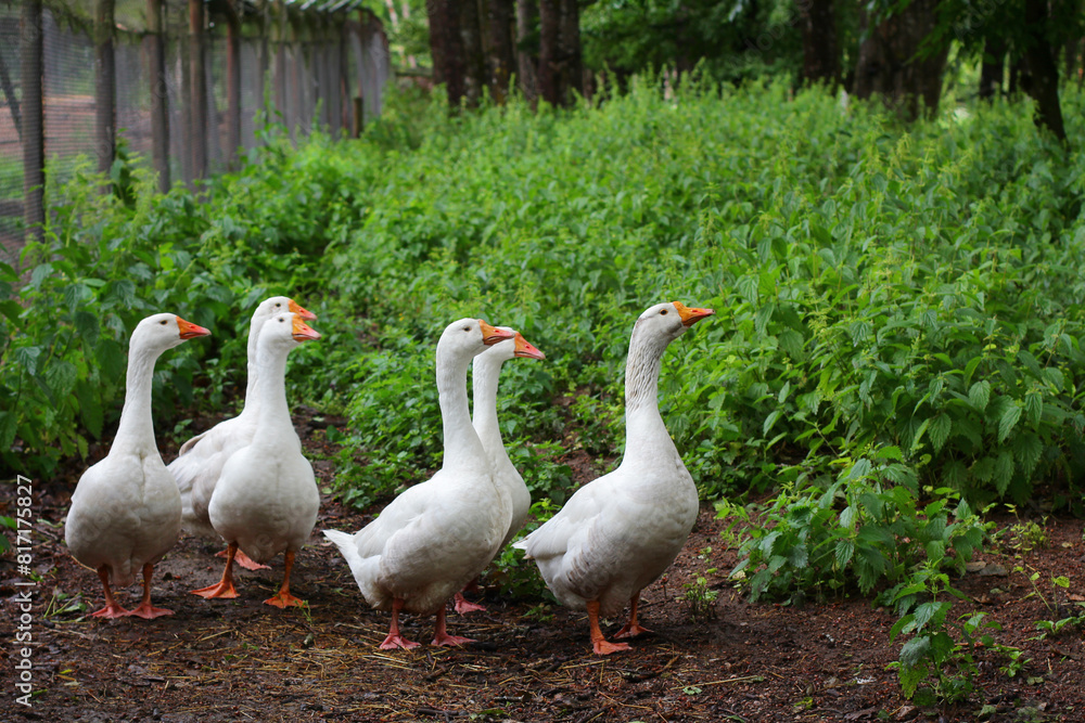 geese on the range. pets, rural life, farming and rural lifestyle. geese on the range. pets, rural life, farming and rural lifestyle.