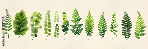 Exploring the Diverse Fern Species in Detail: An Illustrated Guide to Their Life Cycle and Unique Features