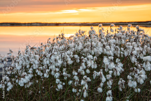 cottongrass on moor at sunset