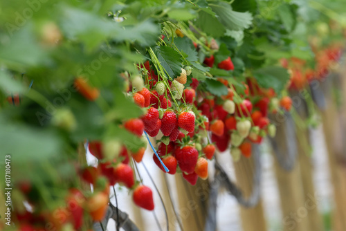 Slika na platnu Culture de fraises hors sol dans une exploitation maraichère