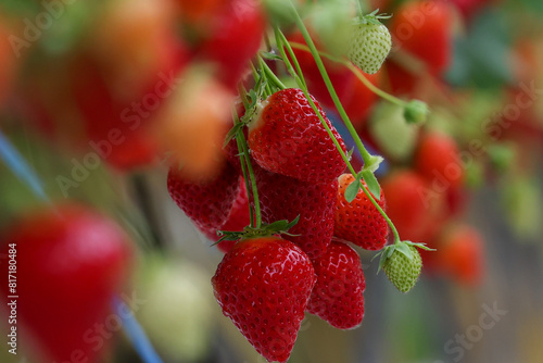 Culture de fraises hors sol dans une exploitation maraichère 