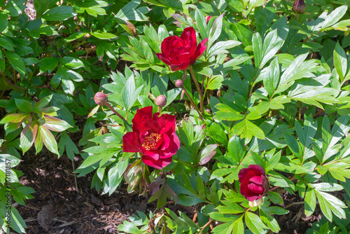 Itoh Paeonia scarlet heaven photo