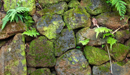 Moss on an Old Stone Wall in the Manoa Rainforest.