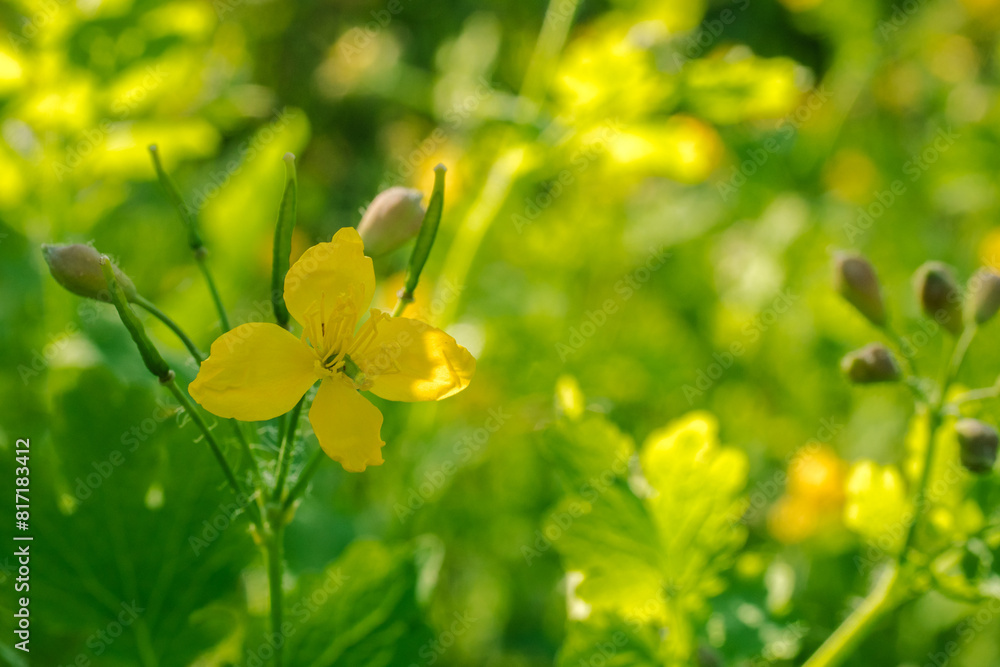 beautiful yellow celandine flower on a green field beautiful yellow celandine flower on a green field