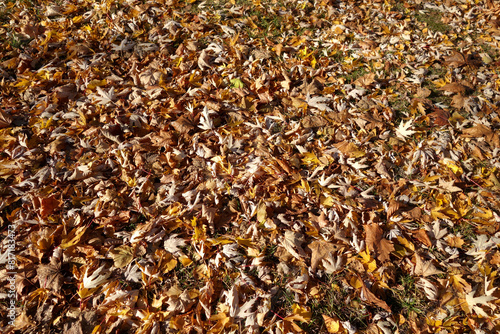 Fallen orange dry leaves on grass in park.