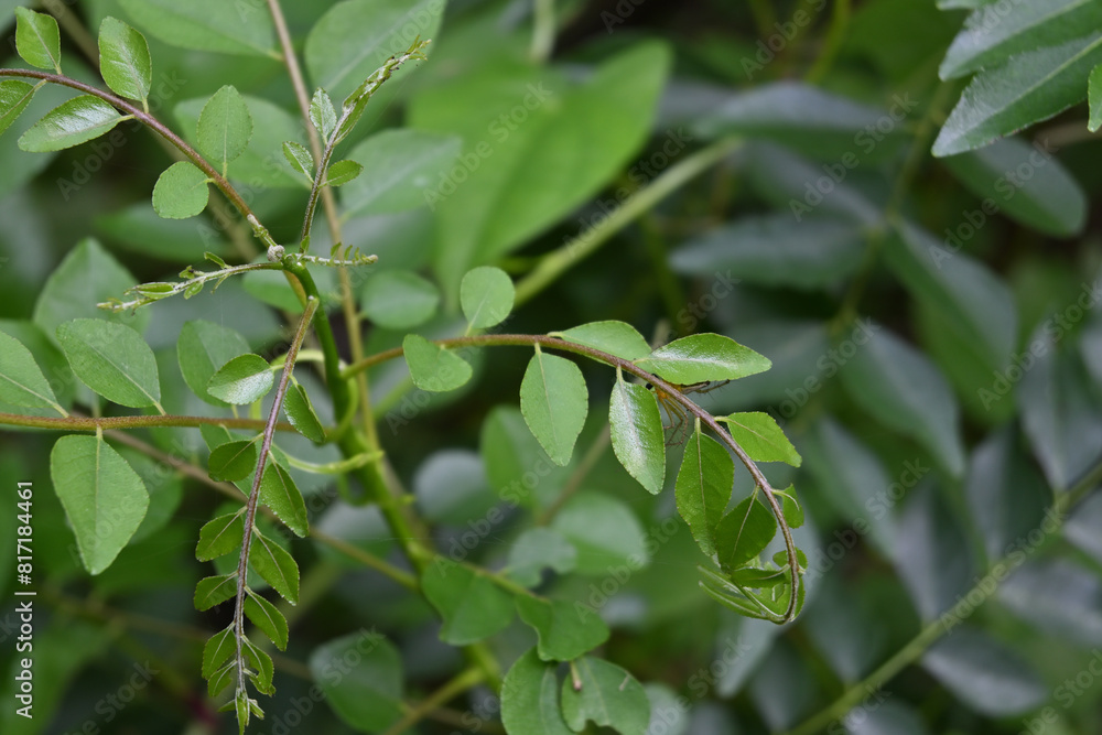High angle view of fresh curry leaves with a striped lynx spider hiding underside High angle view of fresh curry leaves with a striped lynx spider hiding underside