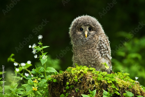 Fotografía Ural owl Strix uralensis bird young northern long-eared owl feather dusty fluff