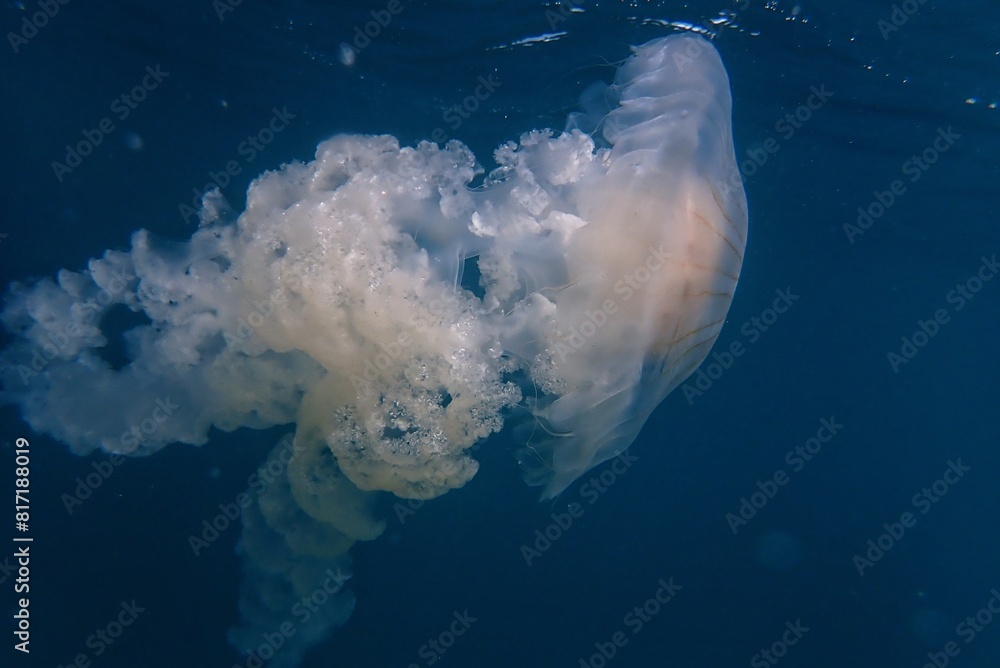 Fototapeta premium Medusas Jellyfish