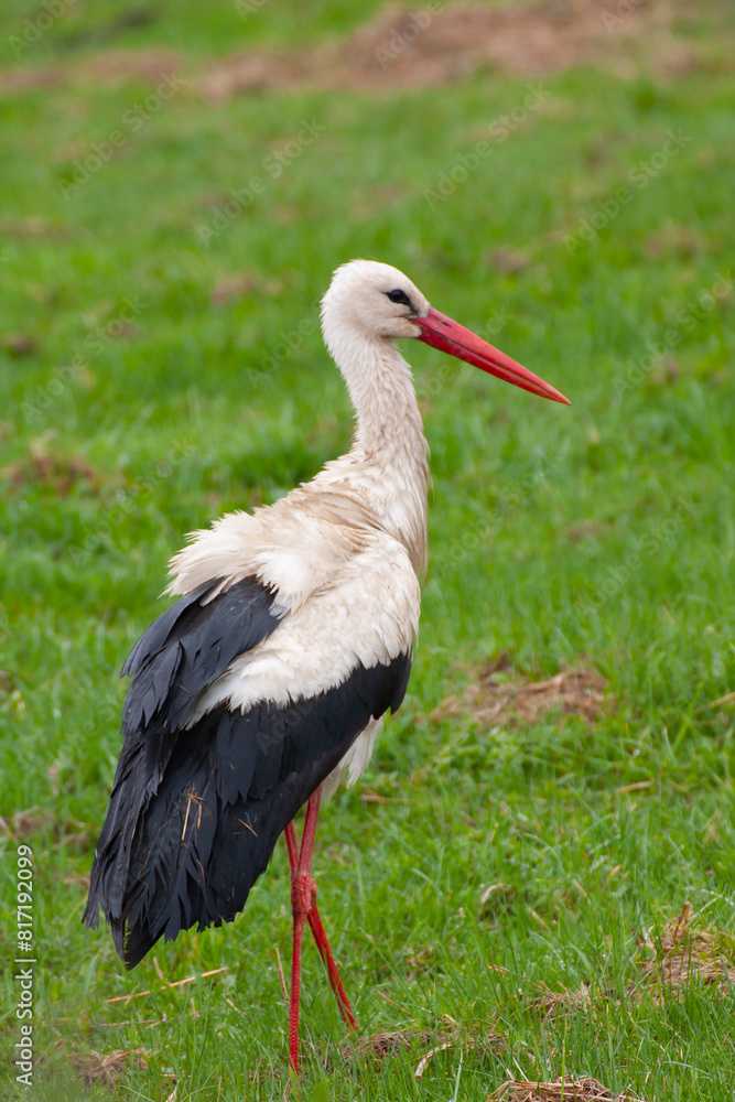 The stork on the spring meadow is looking for food The stork on the spring meadow is looking for food