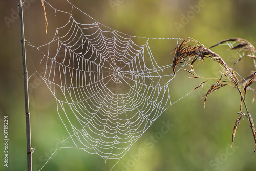 A cobweb between the grasses covered with morning dew