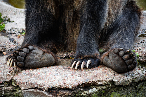 paws of a brown bear with claws close (ID: 817195244)