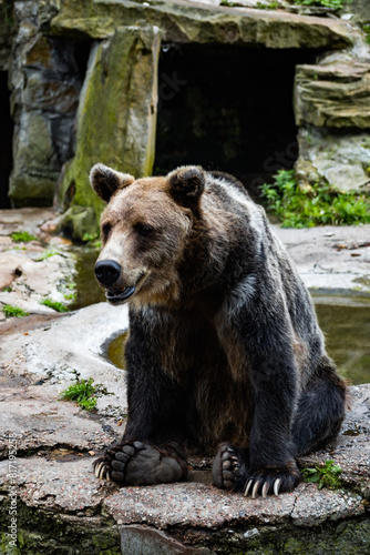 brown bear sits on a large stone (ID: 817195258)