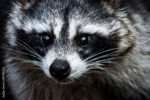 close up muzzle of a surprised raccoon (ID: 817195262)
