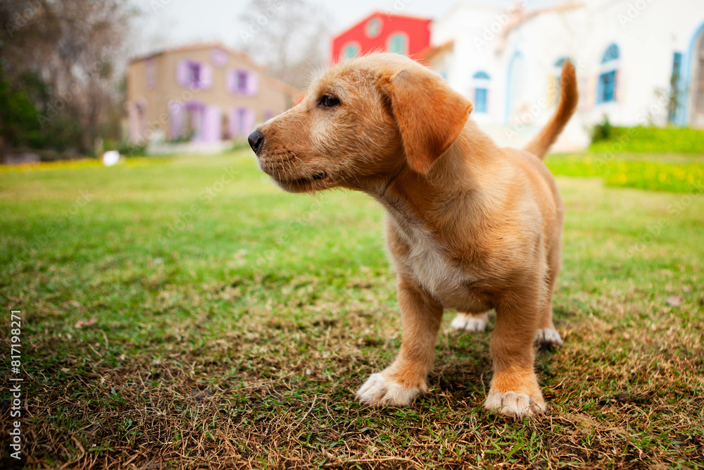 Cute puppy on green grass in front of the villa. Adorable little dog close view.