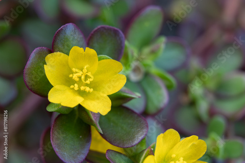 Closeup of common purslane otherwise known as pursley, red root or pigweed.