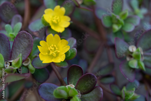 Closeup of common purslane otherwise known as pursley, red root or pigweed.