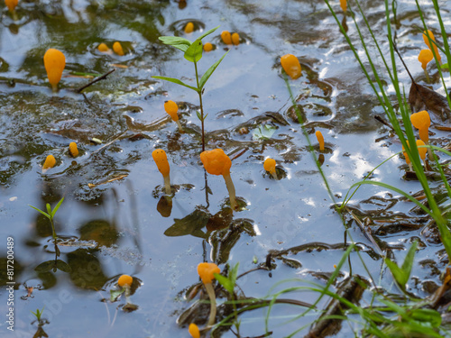 In einem Moor wächst eine Gruppe Sumpf-Haubenpilze (Mitrula paludosa). photo