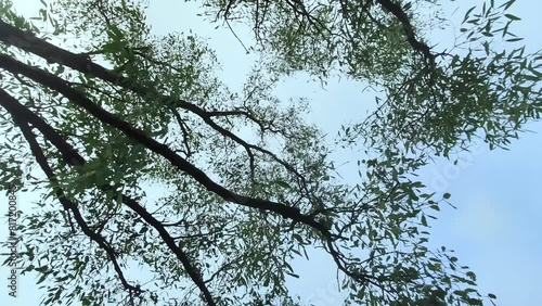 branches against sky