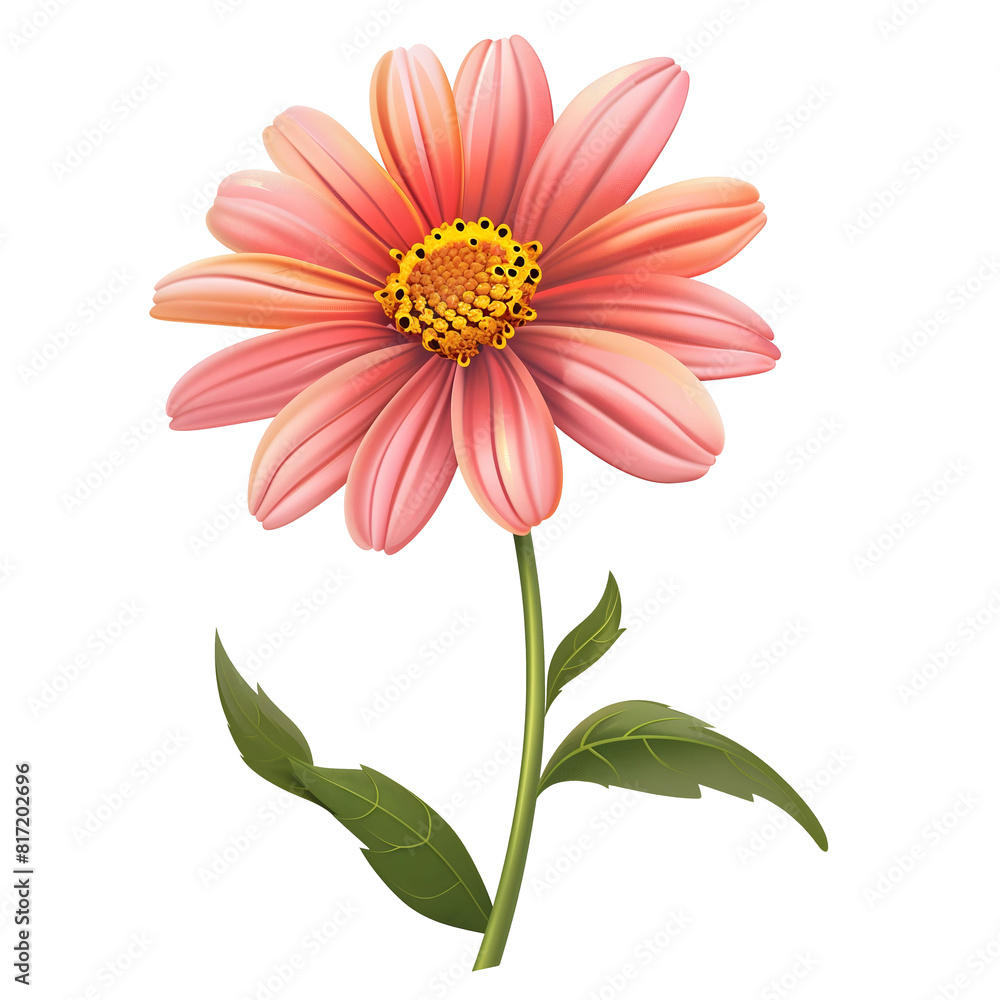 Susan pink flower isolated on a transparent background. Susan pink flower isolated on a transparent background.