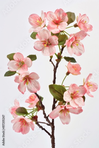 Pink Cherry Blossom Flowers On Branch