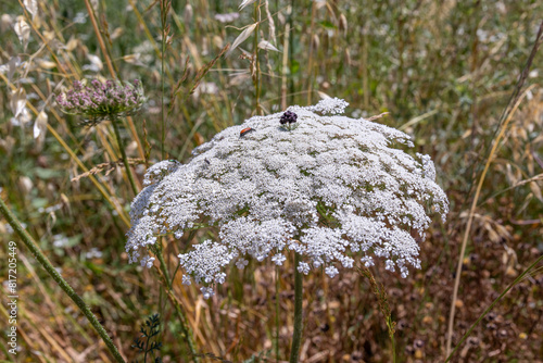 An orange and black Ccomb Clawed Beetle scientific name Alleculinae on a Queen Anne's Lace flower in northern Israel. 

