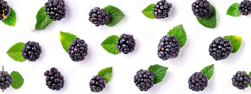 blackberry isolated on white background berries blackberry isolated on white background berries
