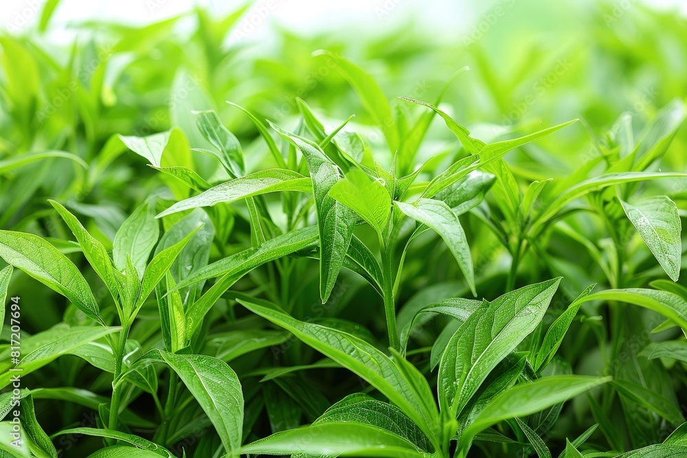 Freshness in Miniature Canopy of Green Leaves Freshness in Miniature Canopy of Green Leaves