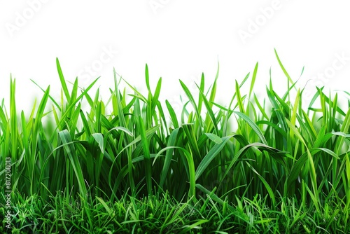 Serene Freshly Mowed Grass Landscape