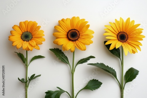 Captivating Sunflower Scene  Detailed Analysis