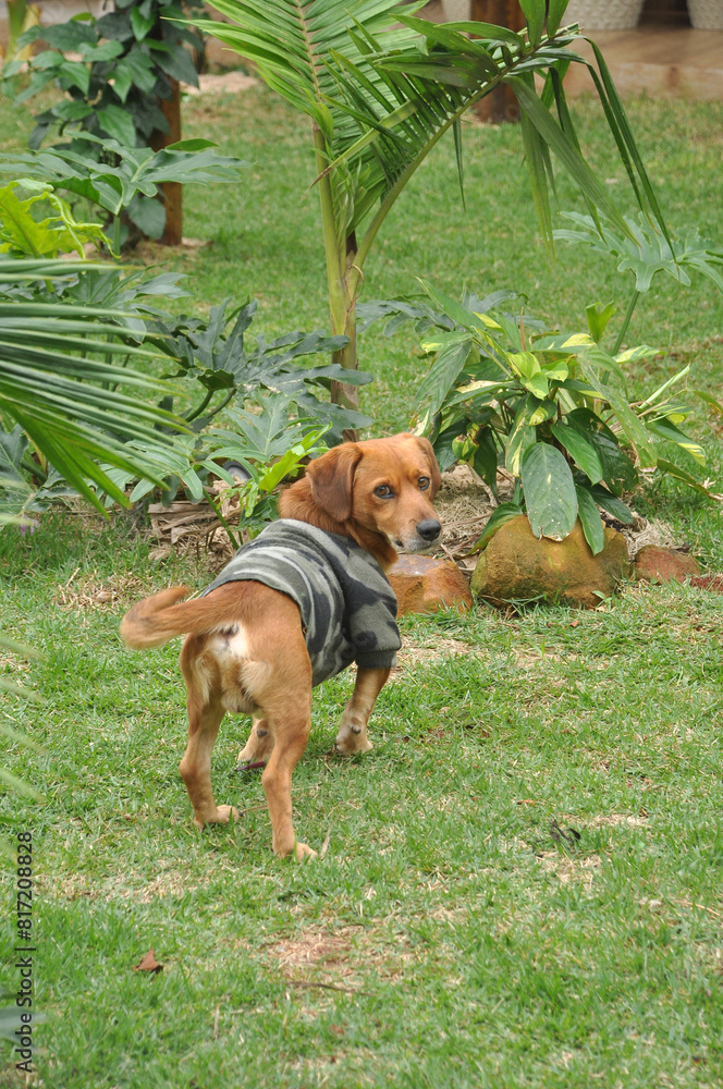 cachorro de estimação com roupa camuflada de exercito cachorro de estimação com roupa camuflada de exercito