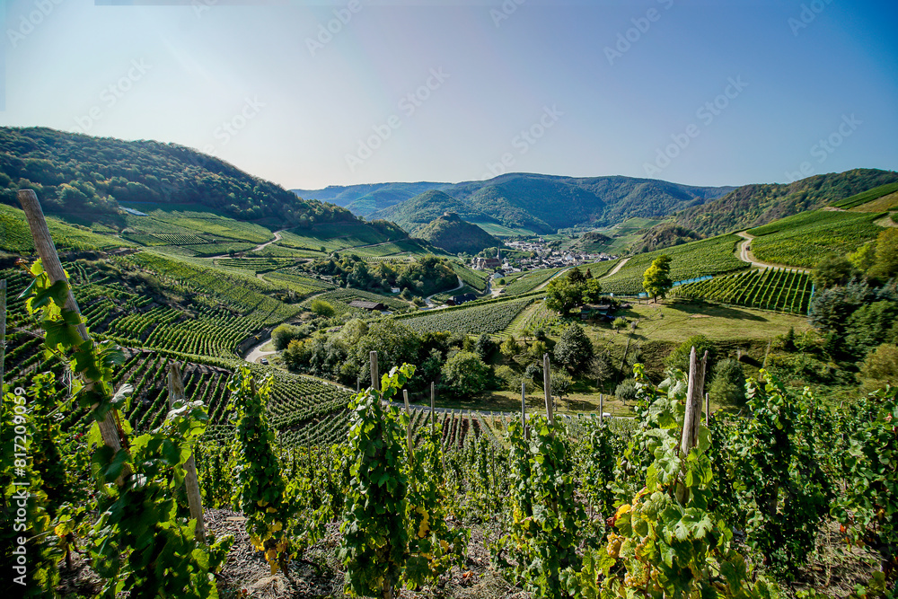Grapes on the vine Grapes on the vine