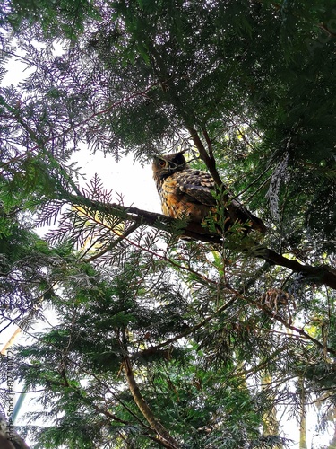 Owl on a tree