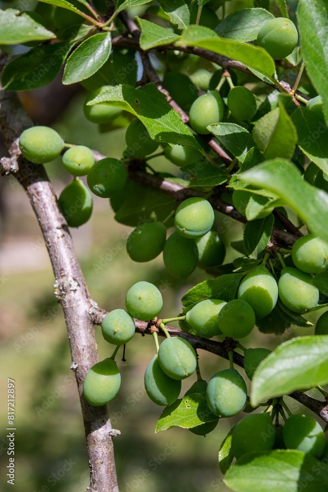 Albero da frutto con frutti in maturazione Albero da frutto con frutti in maturazione