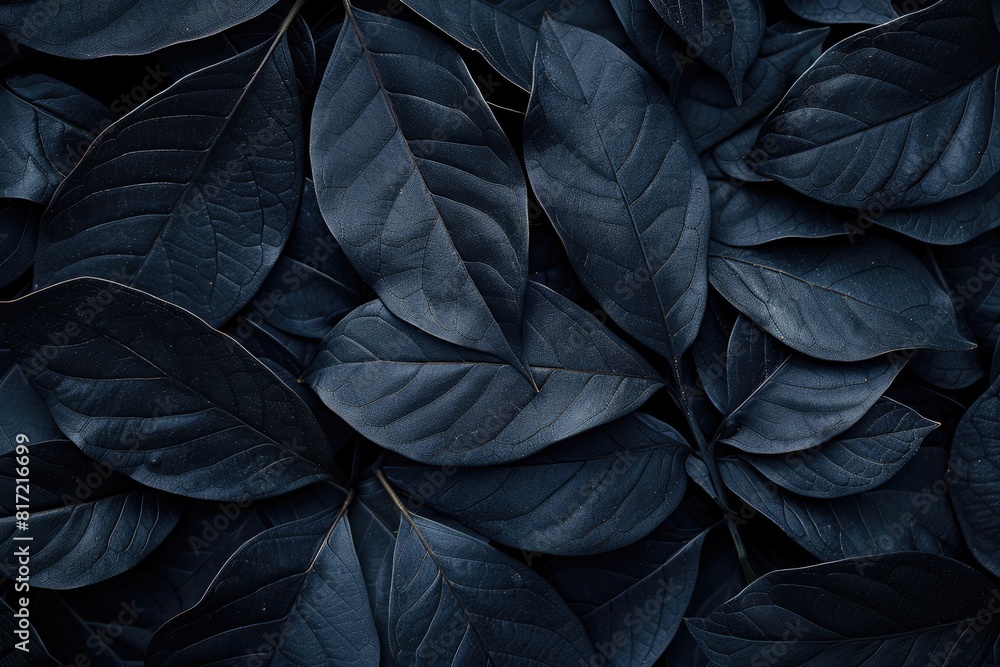 A close up of dark green leaves with a black background. The leaves are arranged in a way that creates a sense of depth and texture A close up of dark green leaves with a black background. The leaves are arranged in a way that creates a sense of depth and texture
