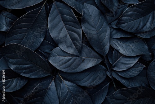 A close up of dark green leaves with a black background. The leaves are arranged in a way that creates a sense of depth and texture