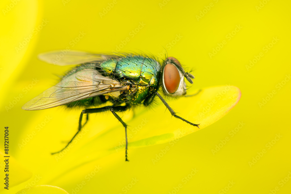 Common green bottle fly resting on leaf on a spring afternoon with bluured background Common green bottle fly resting on leaf on a spring afternoon with bluured background