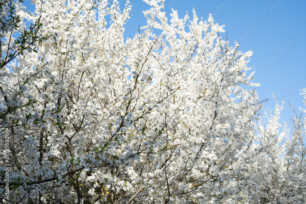 tree branch, nature, flower, blossom, season, sunlight, tree, blooming, day, spring, springtime, leaf, landscape, sky, outdoor, park, plant tree branch, nature, flower, blossom, season, sunlight, tree, blooming, day, spring, springtime, leaf, landscape, sky, outdoor, park, plant