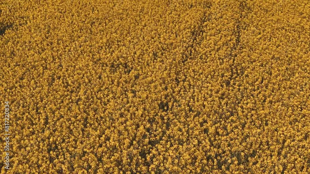 Yellow rapeseed field with stripes and wavy abstract landscape pattern video. Aerial drone 4K footage of canola fields in Lithuania Yellow rapeseed field with stripes and wavy abstract landscape pattern video. Aerial drone 4K footage of canola fields in Lithuania