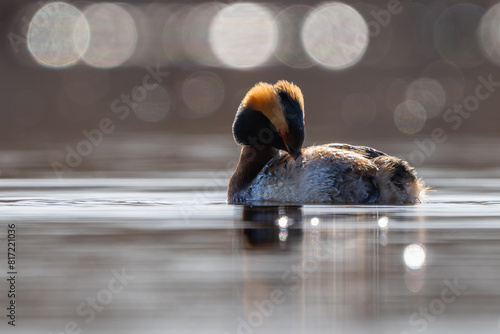 The horned grebe