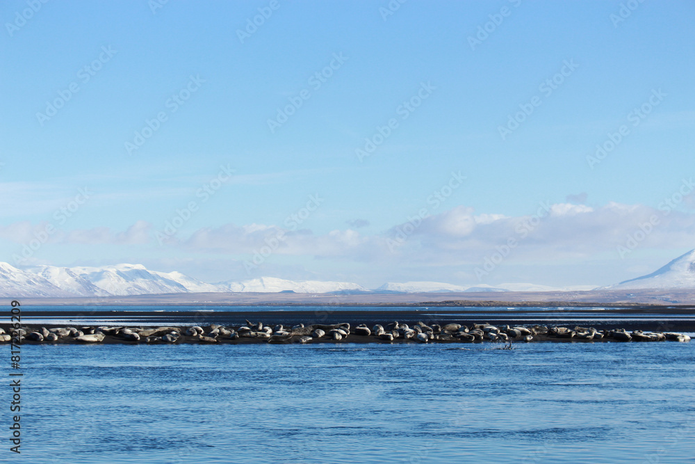 Seals sunbathing and swimming. On the beach in the mountainous snowy landscape of Iceland. Seals sunbathing and swimming. On the beach in the mountainous snowy landscape of Iceland.